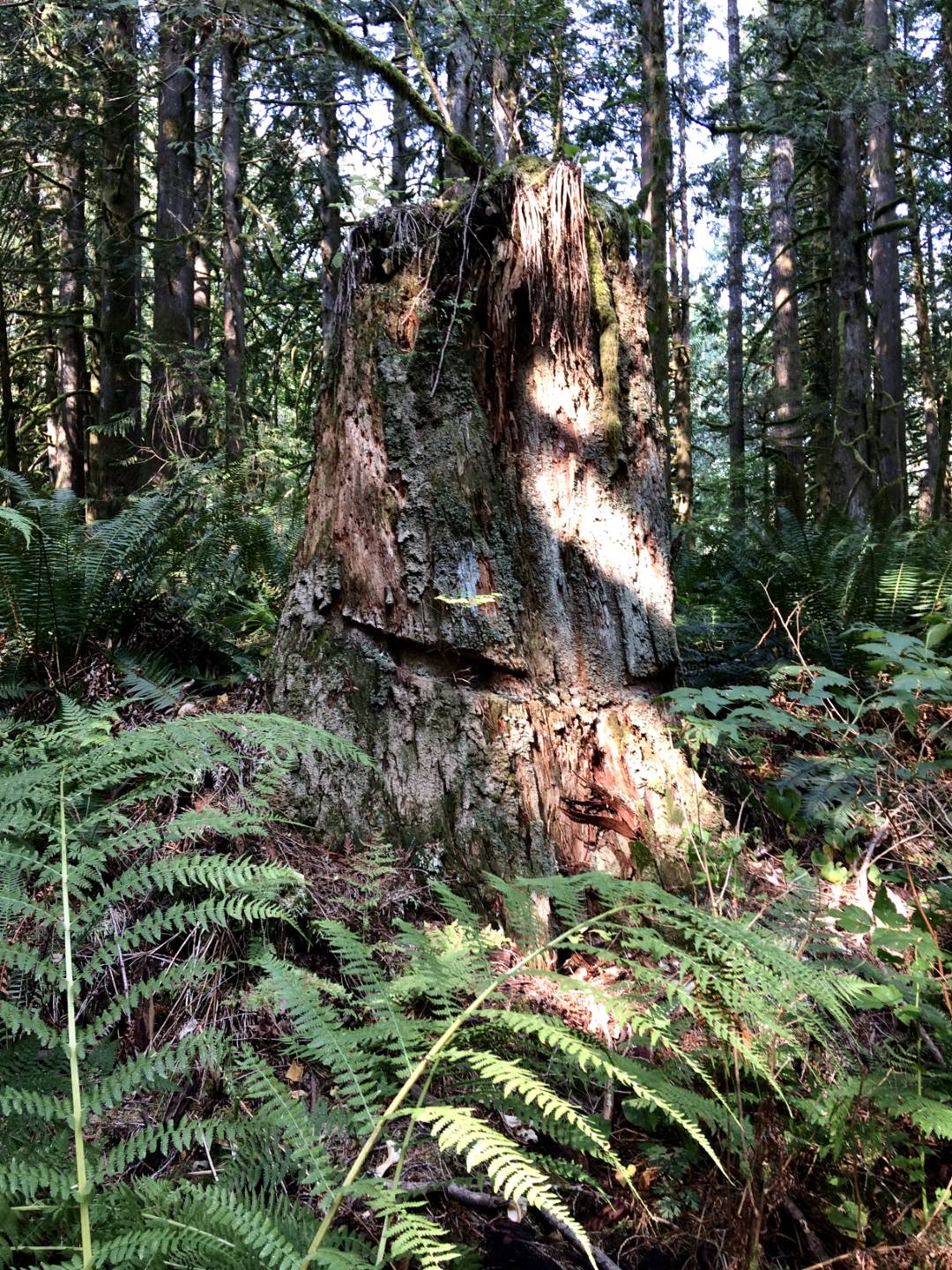 Old growth stump, cable scars from logging at the turn of the 20th century.