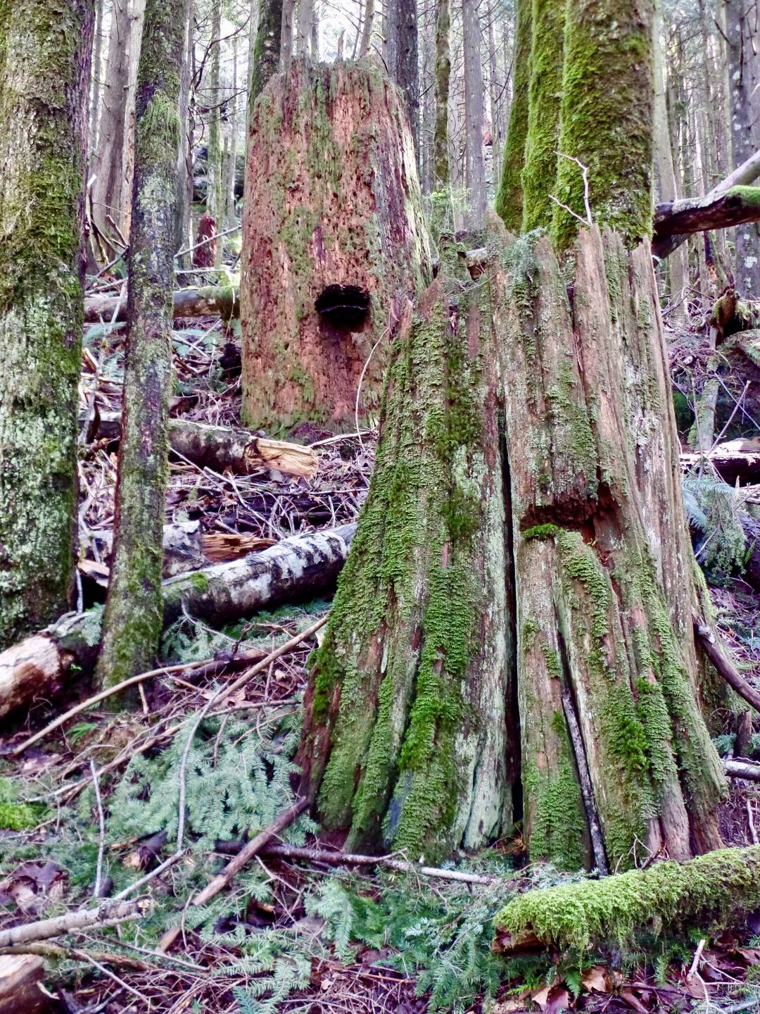More old growth, with cable scars from logging at the turn of the 20th century.