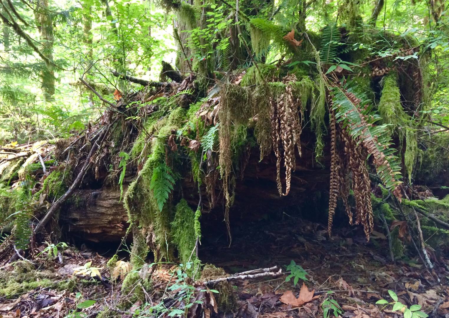 Front end of a 1900s steam donkey.
